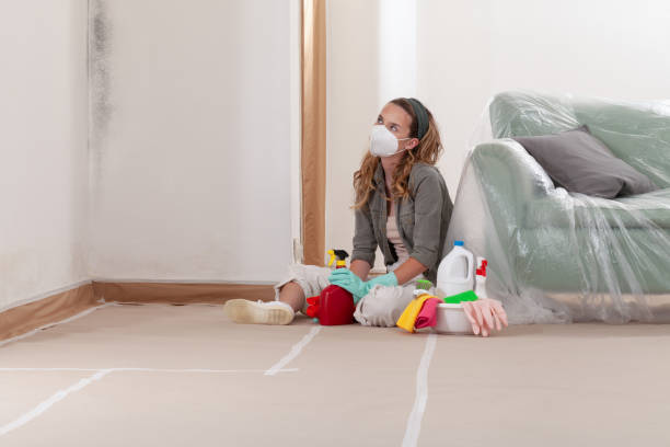 Reliable Mold Remediation contractor in Bridgeport, MI by Cheap Mold Removal