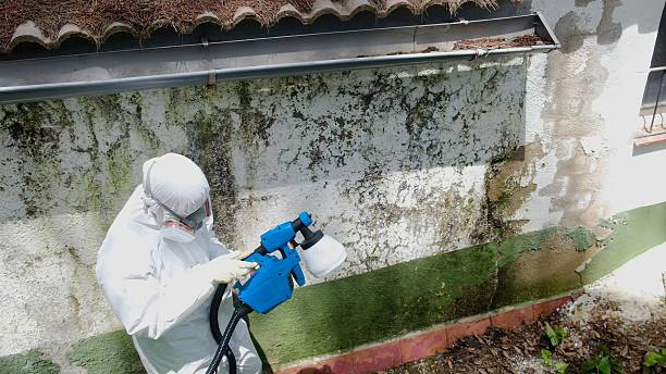 Trusted Mold Remediation service in Bridgeport, MI - Cheap Mold Removal
